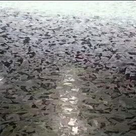 Il rivestimento dello zinco rotolato ha galvanizzato 30mm-1500mm d'acciaio laminati a freddo